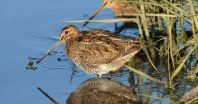 Government department allowing red and amber listed birds to be shot doesn't know how many are killed