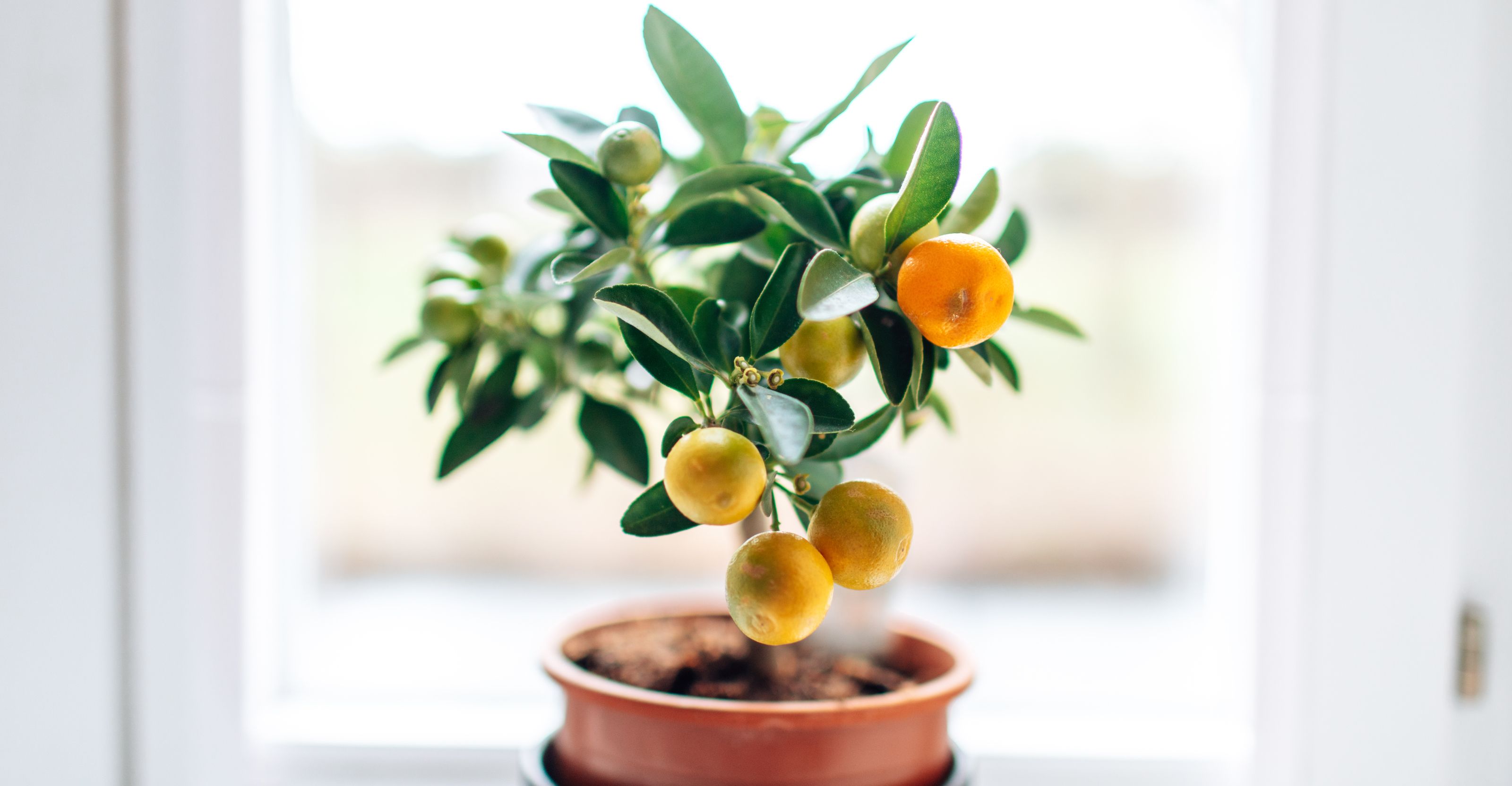 What fruit trees can you grow indoors? 9 tasty crops…