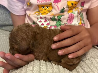 Runner rescues one-day-old puppy from park bin