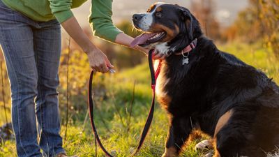 Trainer reveals what to do if your pup refuses to walk - and it will help you build a better bond