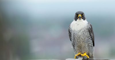 National park hunting for £40k-a-year 'bird cop' to fight raptor crime