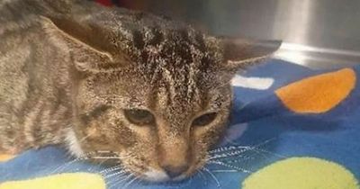 Man forced to remove her plughole after traumatised cat gets stuck