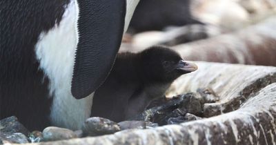 Adorable rare baby penguin hatches at UK zoo in 'important' birth