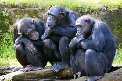 Chimps have rudimentary language