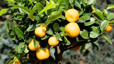 8 of the best fruit trees for small gardens – slight in size yet full of fruit