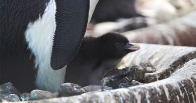 Edinburgh Zoo delighted as adorable endangered penguin chick hatches