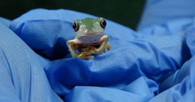 Adorable pictures of cute 'rare' frogs born at UK zoo for the first time