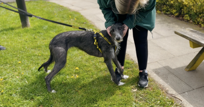 Dogs Trust: Animal shelters in Ireland in a 'crisis' made worse by housing and cost of living crises