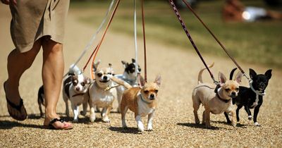 Traumatic brain injury second most common injury suffered walking your dog