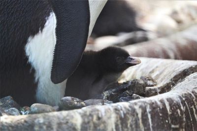 Endangered penguin chick hatches at Edinburgh Zoo