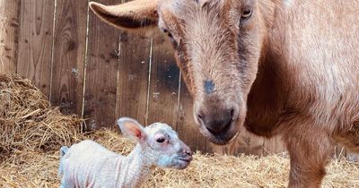 Old goat 'adopts' lamb abandoned by its mother as people fall in love