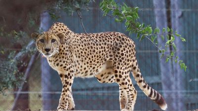 Third cheetah dies in Kuno Park as cats mark their turf