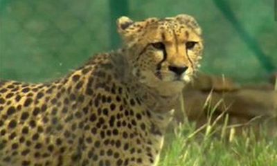 MP: Female Cheetah 'Daksha' brought from South African dies at Kuno National Park