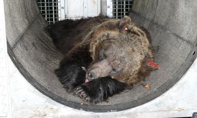 Bear held for killing jogger in Italy is innocent, say animal activists