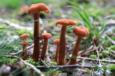 Mushrooms get chatty after it rains