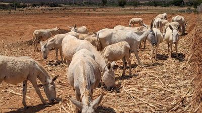 Tapping the nascent market for donkey milk in Andhra Pradesh