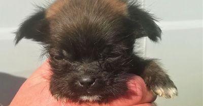 Belfast man given 100 hours community service for "causing unnecessary suffering" to 16 puppies