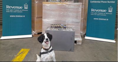 Detector dog sniffs out haul of 540,000 cigarettes at Dublin Port