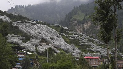 Upsetting the apple cart in Himachal