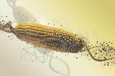 More intel on GMOs and gene-edited foods