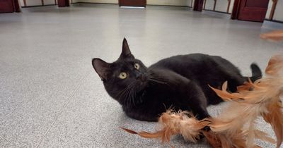 ‘Loving’ cat still waiting for forever home after 230 days because of his black fur