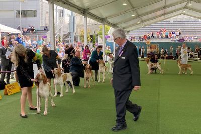 Dog co-owned by country's Tim McGraw wins new breed at show