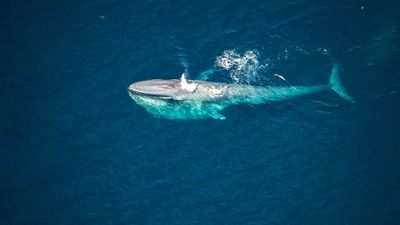 Blue Whale Study observes 'quite thin' animals as warming ocean puts pressure on food source