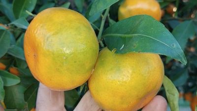 Ethylene gas on imperial mandarins improves visual appeal but may be reducing shelf life