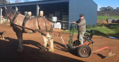 Why horses are replacing tractors at WA's Harewood Estate vineyards