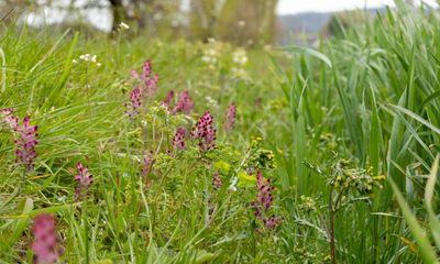 Country diary: Hope in the slimmest of flower borders