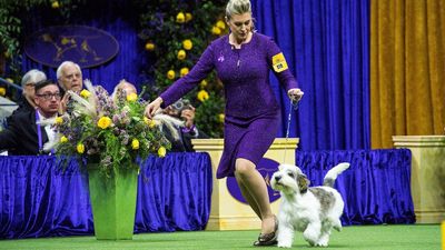 Buddy Holly wows judges to win 'top dog' at Westminster Kennel Club Dog Show
