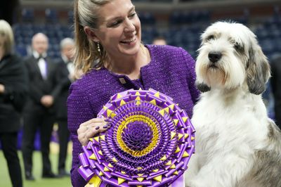 A dog named Buddy Holly wins best in show at Westminster, a first for his breed