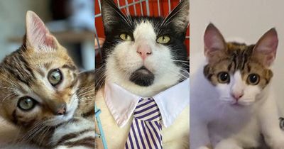 We asked to see your cutest cat pictures and you sent us hundreds