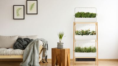 Apartment gardening for beginners - why lack of outside space (or growing skills) doesn't have to be a problem