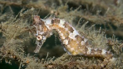 Hundreds of endangered White's seahorses released into the wild at Port Stephens