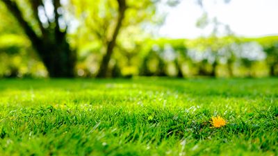 No Mow May — 7 reasons to stop mowing your lawn this month