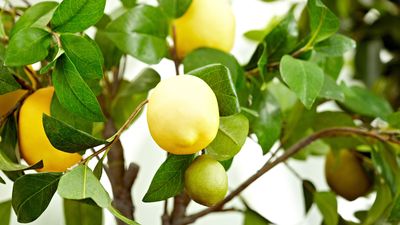 How to grow a lemon tree indoors – expert tips for delicious homegrown fruit