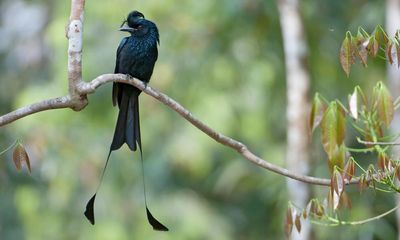 Great pretender: the bird with an Elvis-like quiff that can’t stop mimicking