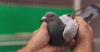 Illegal pigeon medicines imported from South Africa seized in Belfast