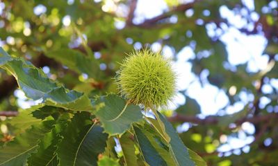 British public urged to help map and protect sweet chestnut trees