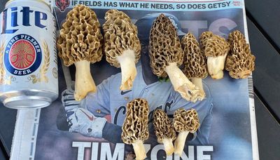 Yellow morels arrive in this weird spring for hunting morel mushrooms