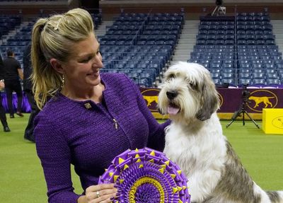 ‘I never thought a PBGV would do this’: Dog named Buddy Holly first of its breed to win Westminster dog show