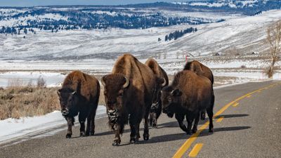 'That thing will kill you!' nurse warns Yellowstone tourists trying to pet bison