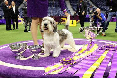 What is a PBGV? 3 facts about the Westminster Best in Show 2023 winning dog breed