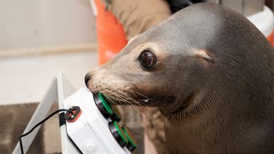 The US Navy is training sea lions and dolphins to play videogames