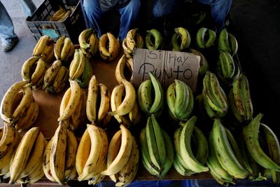 Banana fungus may worsen hunger crisis in Venezuela
