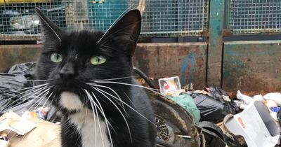 Glasgow City Council hope to reunite missing cat with owner as it roams site