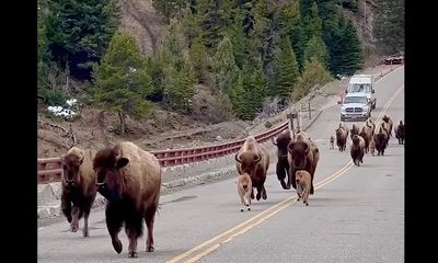 Bison ‘red dogs’ join stampede on shaky Yellowstone bridge