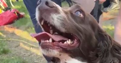 Terrified dog swallowed by 50ft sink hole miraculously saved by twist of fate