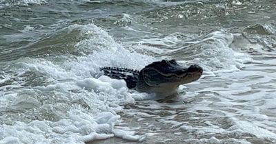 Massive alligator terrifies beachgoers as reptile swims in SEA off tourist island